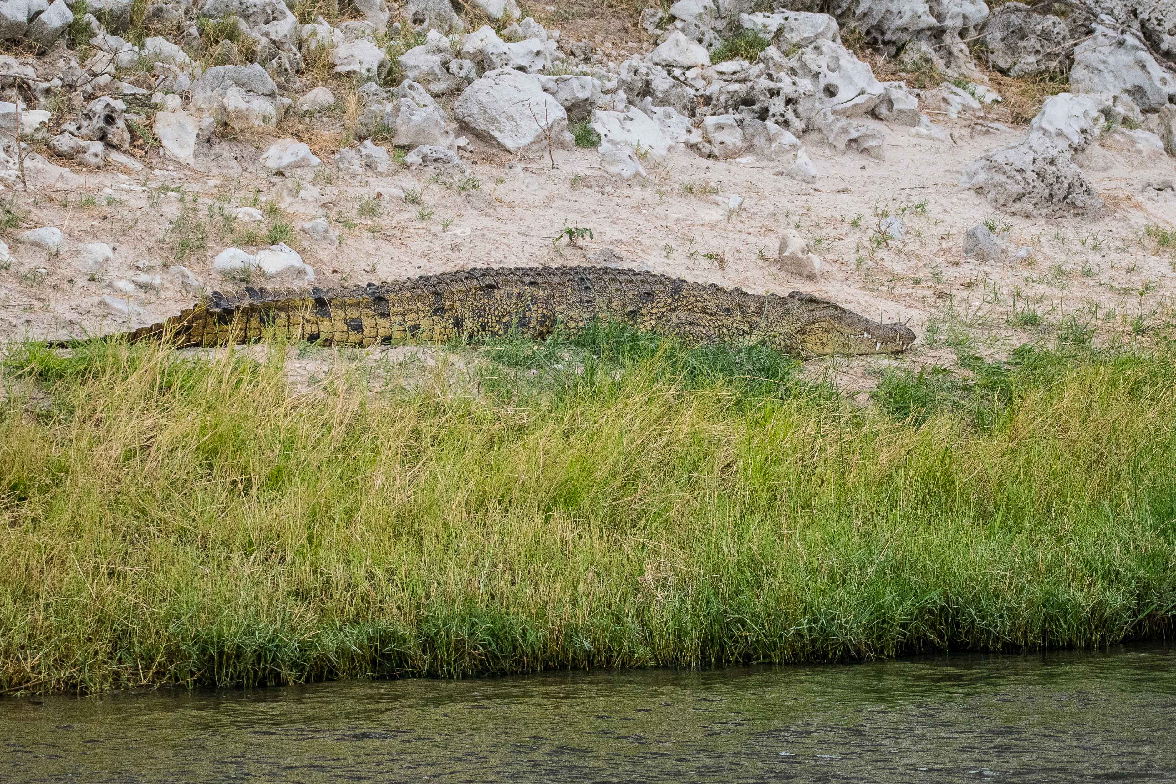 Crocodile du Nil (Nile crocodile, Crocodylus niloticus), femelle adulte veillant sur son nid le long de la rivière Chobe, Chobe National Park, Botswana. 